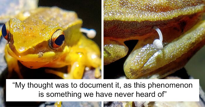 Indian Frog Is A Real-Life Pokemon With Mushroom Growing On Its Side