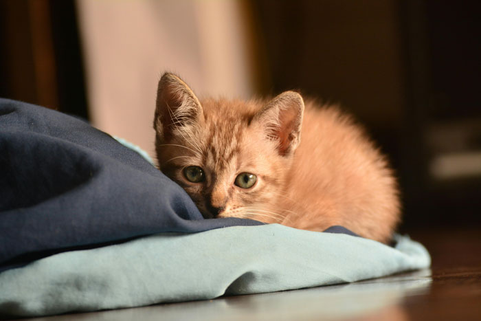 red kitten sitting on the textile