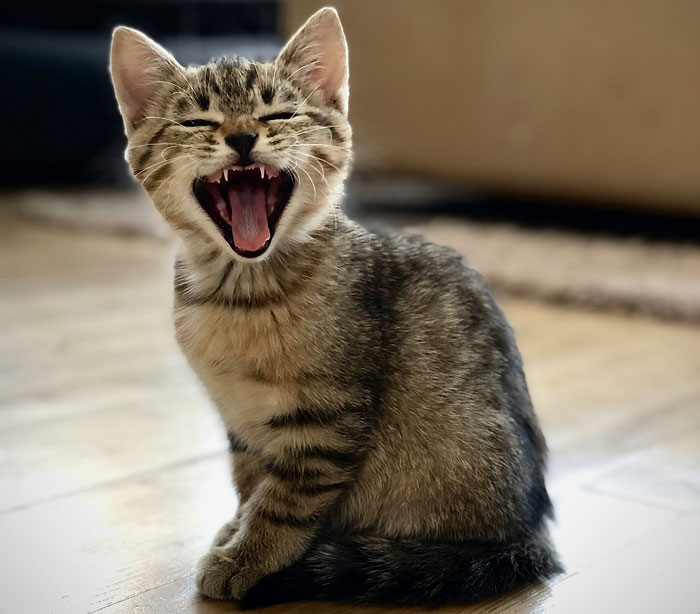 kitten meowing