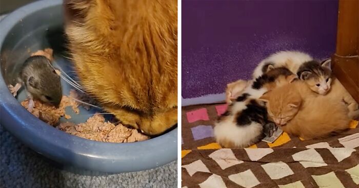 Viral Video Shows The Adorable Bond Between Mama Cat And A Mouse