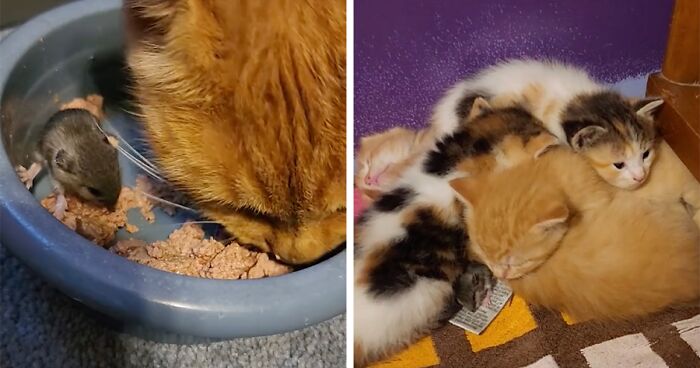 Mama Cat Adopts A Mouse As A Part Of Her Litter