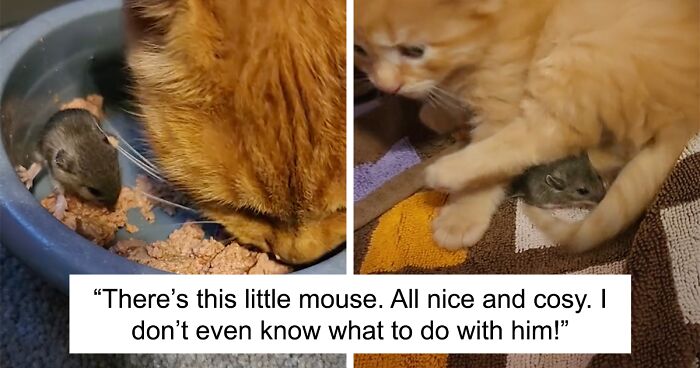 Touching Moment Mama Cat Adopts A Mouse As A Part Of Her Newest Litter