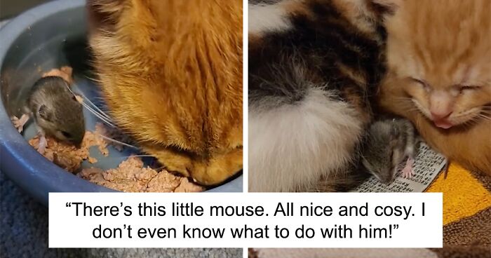 Orange Momma Cat Peacefully Coexists With A Baby Mouse, Even Sharing Her Food With It