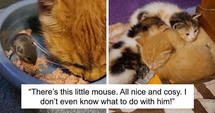 Mama Cat Bonds With Surprising “Kitten” As Tiny Mouse Makes Its Way Into The Litter