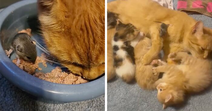 Touching Moment Mama Cat Adopts A Mouse As A Part Of Her Newest Litter