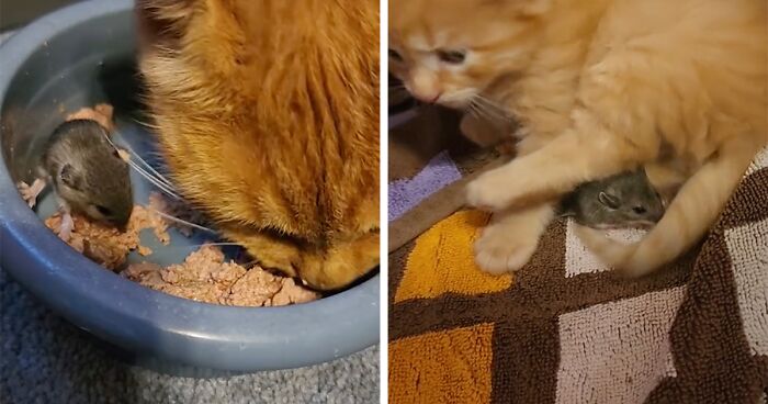 “Can My Friend Stay For Dinner?”: Mommy Cat Shares Food With Mouse