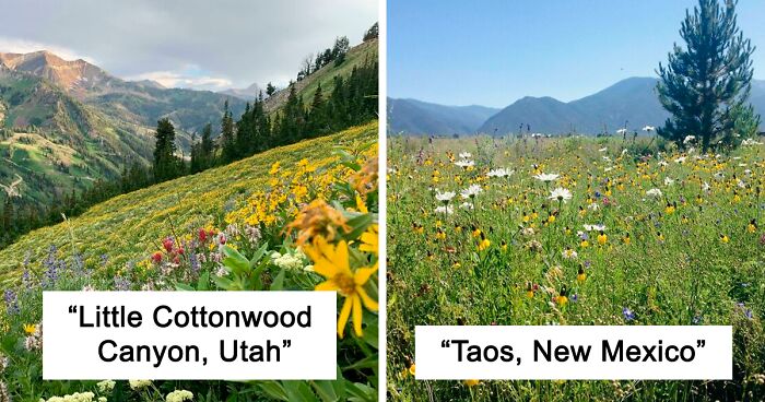 This Group Is Dedicated To Folks Obsessed With Meadows, And Here Are 59 Of Its Best Pics