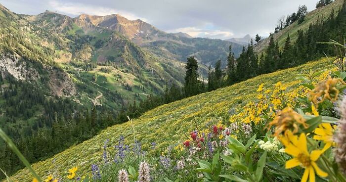 59 Amazing Meadows Most Of Us Would Probably Love To Teleport To Right Now