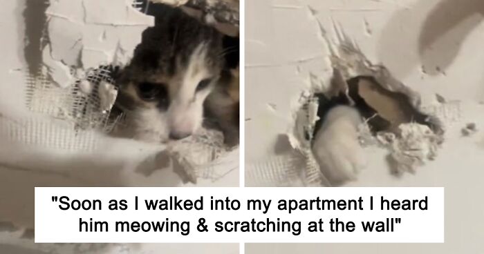 Viral Video Shows Woman Breaking Her Cat Out Of A Wall After Maintenance Patched Him Inside