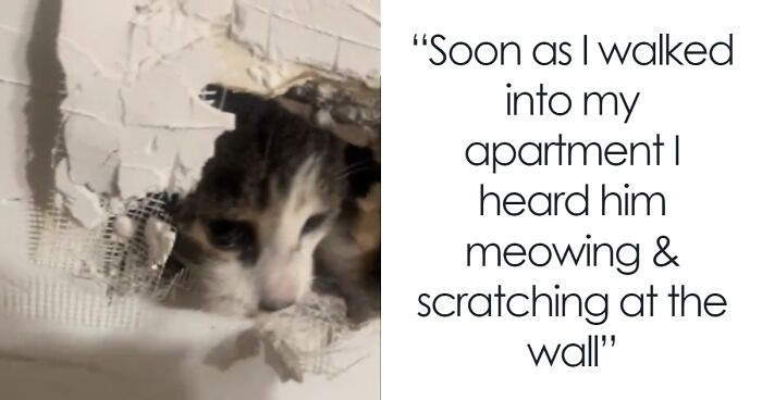 “This Happened To Me”: Apartment Maintenance Seals Cat Into Wall, Turns Out It Happens A Lot