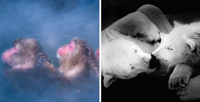 Moments Of Connection: My 10 Heartwarming Animal Photographs