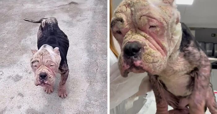 This Bully Dog Got A Second Chance At Life, Here Is His Rescue Story