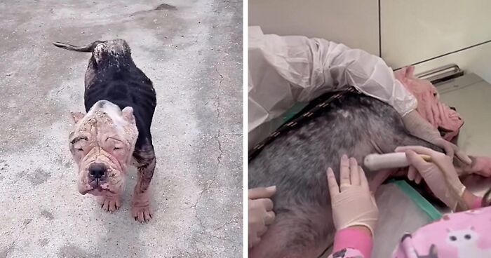 Friendly Bully Found In A Horrible Condition Gets Rescued In Brazil