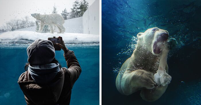 I’m Passionate About Photographing Polar Bears In The Sapporo Maruyama Zoo (12 New Pics)