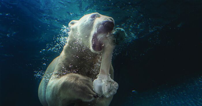 12 New Pics Of Polar Bears I Took During My Visit To The Sapporo Maruyama Zoo