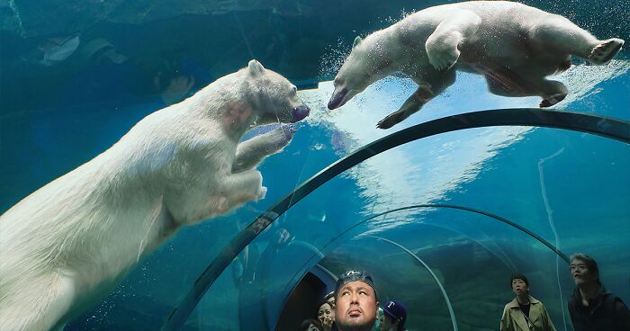 I’m An Animal Photographer, And Here Are My 10 New Shots Of Polar Bears