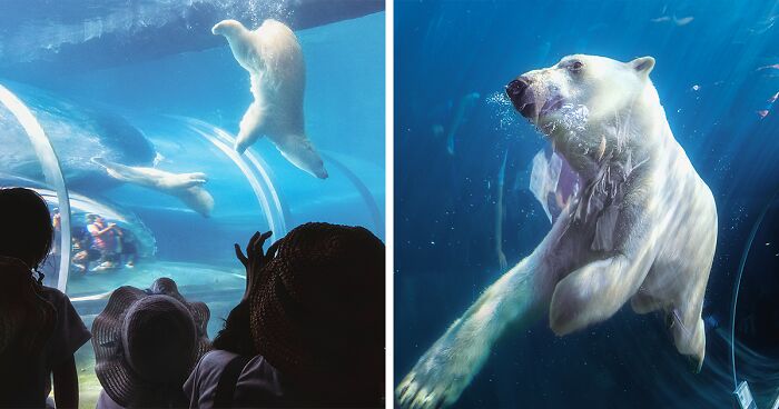 12 Captivating Animal Photos Of Polar Bears I Captured At The Zoo (New Pics)