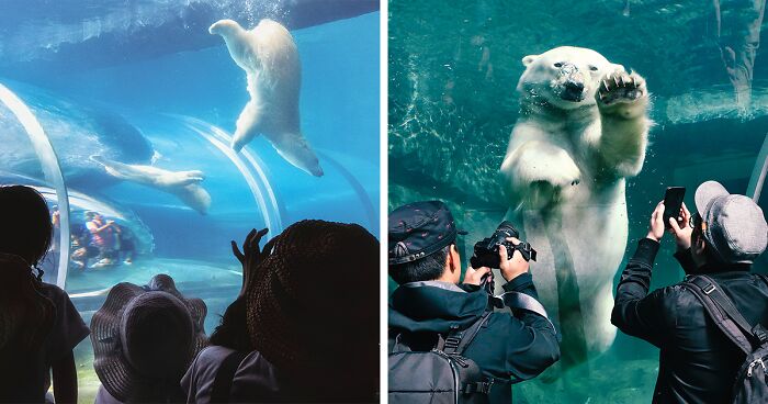 12 Captivating Animal Photos Of Polar Bears I Captured At The Zoo (New Pics)