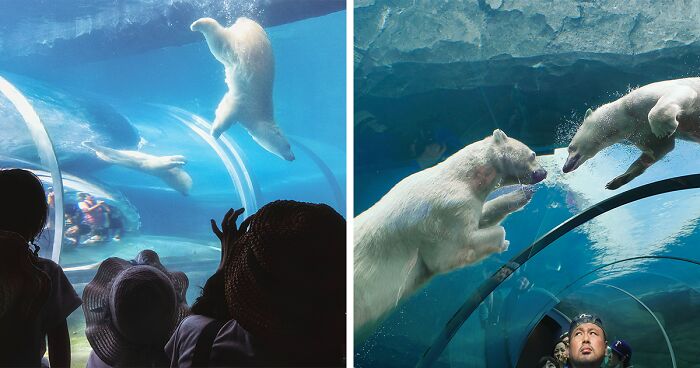 12 New Pictures Of Polar Bears I Took During Their Daily Activities In The Zoo