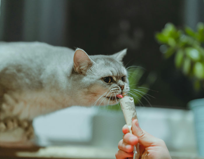 cat licking treat