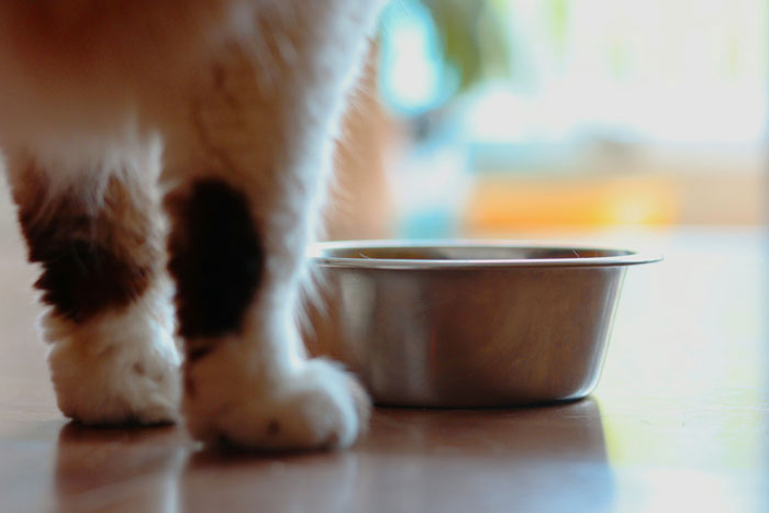 close up view of cat's paws near the bowl