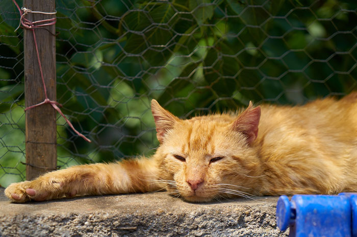 red cat sleeping near the fence