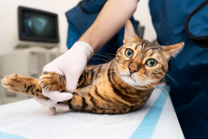 cat at the vet