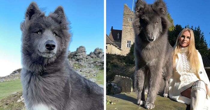 This Extraordinary Blue Wolfdog Is Taking Social Media By Storm