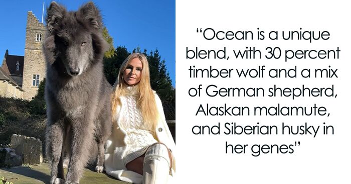 Woman Takes Care Of An Extraordinary Blue Wolf Dog, Warning That This Animal Might Not Be The Right Fit For Everyone