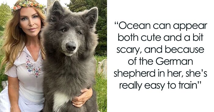 Woman Takes Care Of A Special Blue Wolf Dog, Notes That The Animal Does Not Suit Everyone