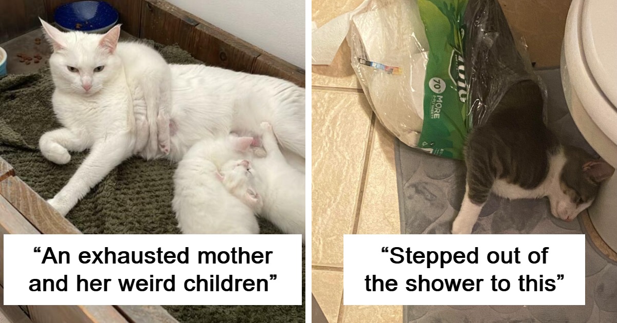 40 Pics Of Malfunctioning Cats That Made People Wonder “What’s Wrong ...