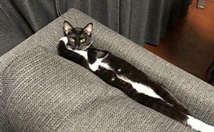 40 Pics Of Malfunctioning Cats That Made People Wonder “What’s Wrong With My Cat?” (New Pics)