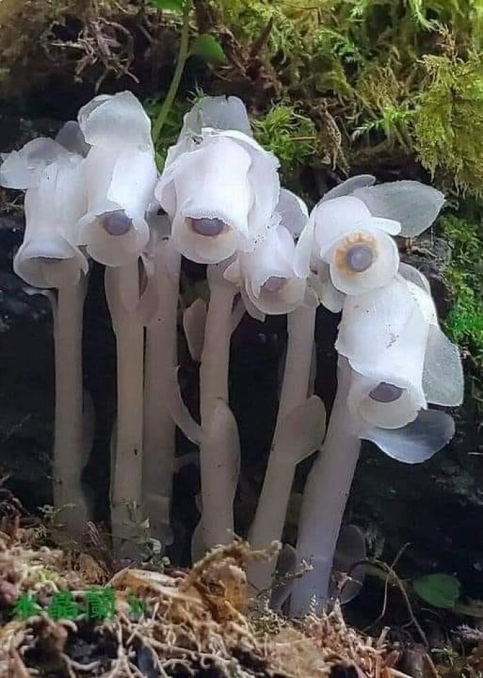 Ghost Pipe Or An Indian Pipe