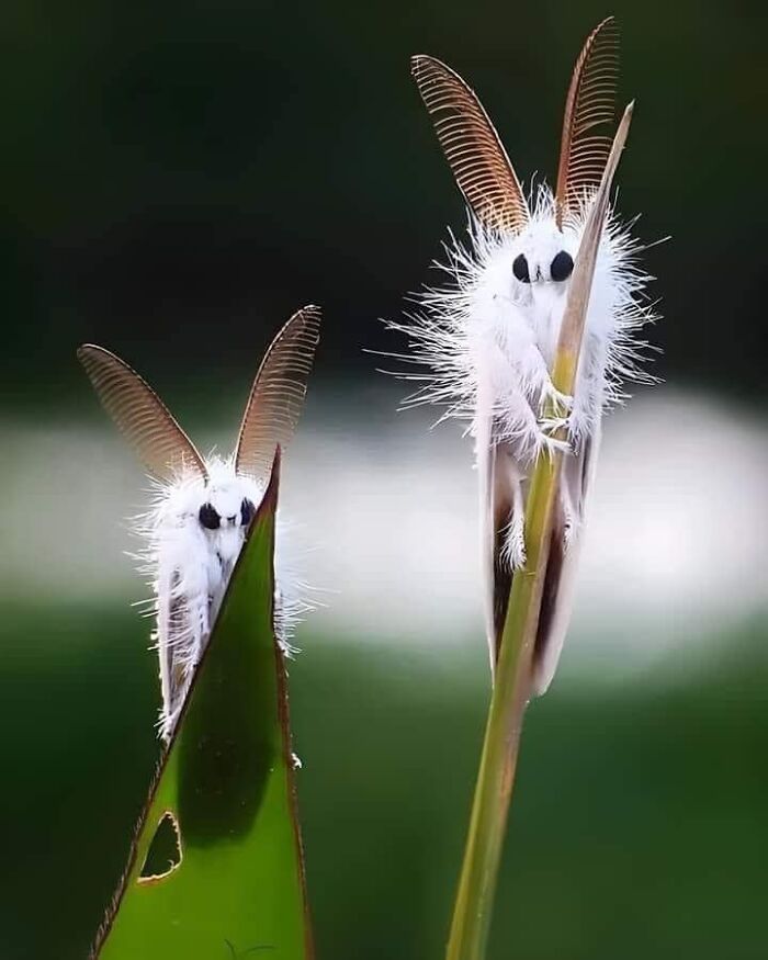 Venezuelan Moth Poodle