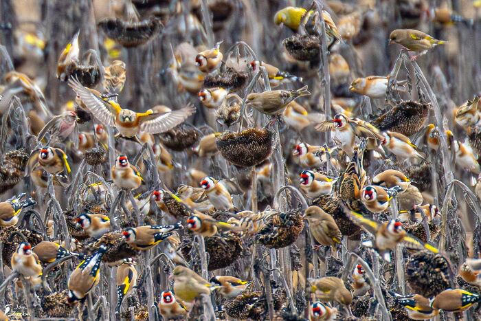 Crowded Sunflower Field. Poland