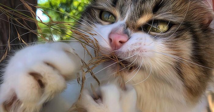 Woman Documents The Life Of Her Cats And It’s Probably The Cutest Thing You’ll See Today (78 New Pics)