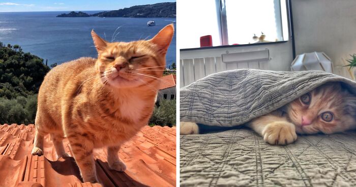 The Everyday Life Of Cats Beautifully Documented By Their Owner (78 New Pics)