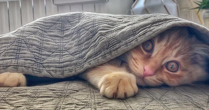 Owner Beautifully Documents The Daily Life Of Her Cats (78 New Pics)