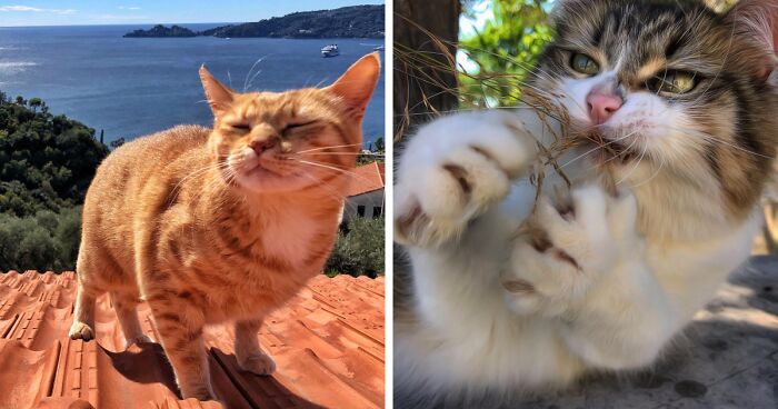 Woman Documents The Life Of Her Cats And It’s Probably The Cutest Thing You’ll See Today (30 New Pics)