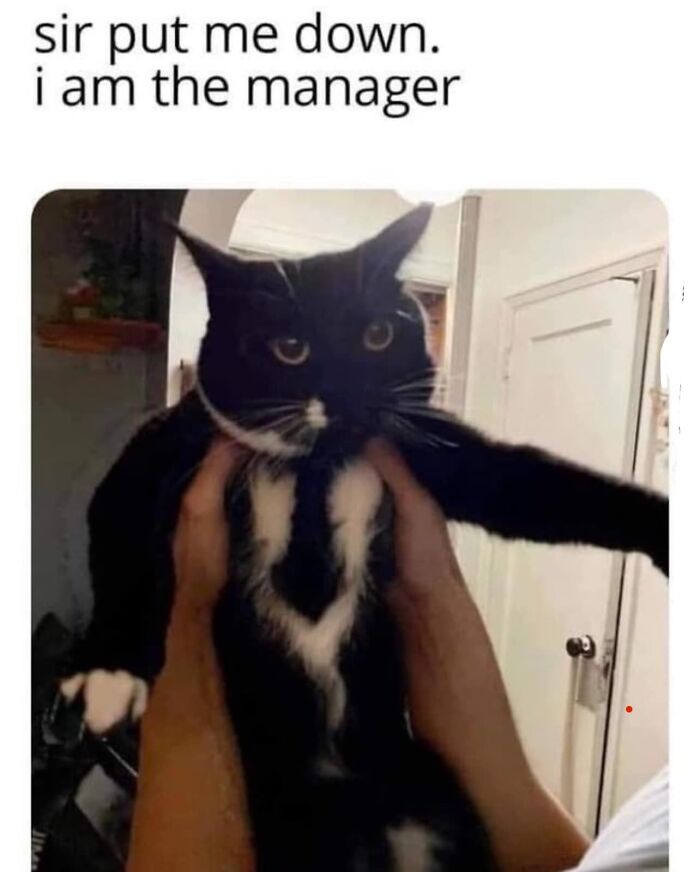 Meownager