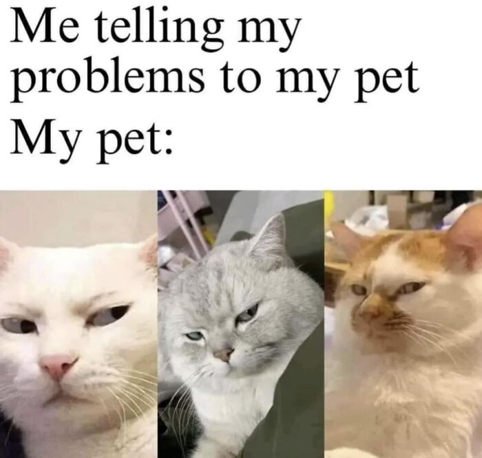 Pet Be Like : Youre The Problem, U Should Die 🤣