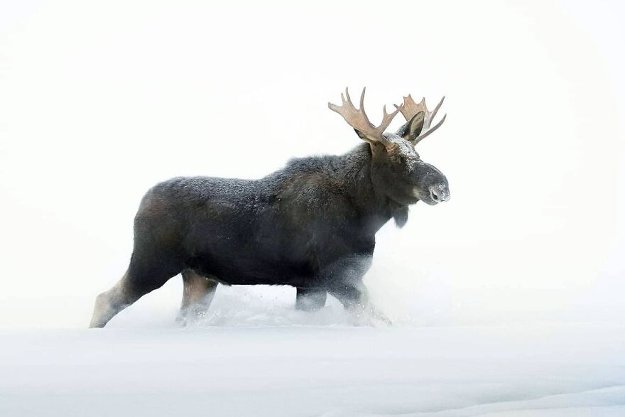 39 Incredible Wildlife Photos Captured By Talented Photographer Joe Neely