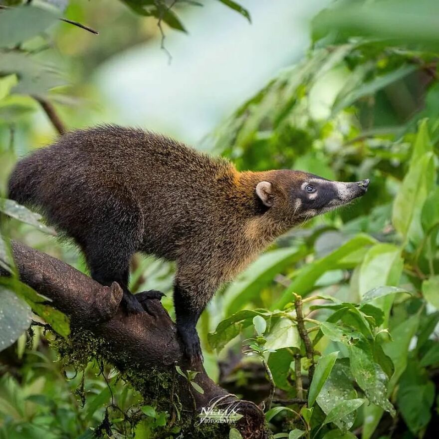 39 Incredible Wildlife Photos Captured By Talented Photographer Joe Neely