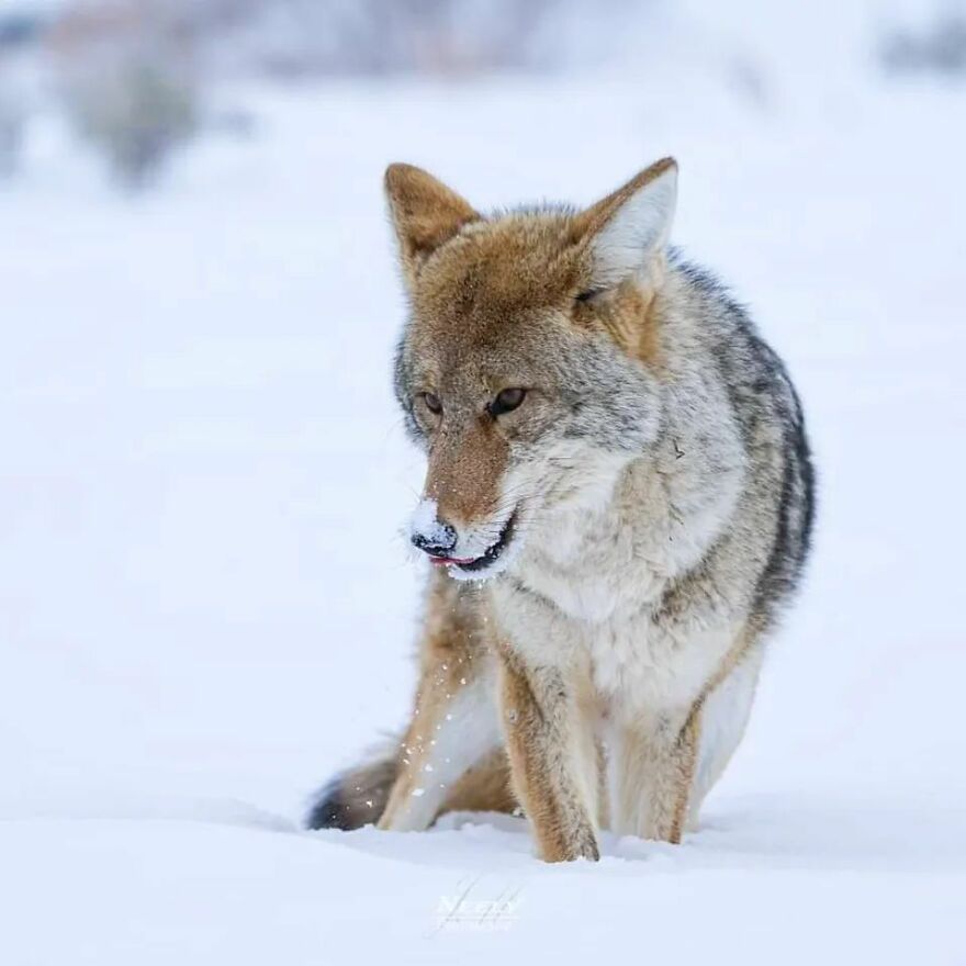 39 Incredible Wildlife Photos Captured By Talented Photographer Joe Neely