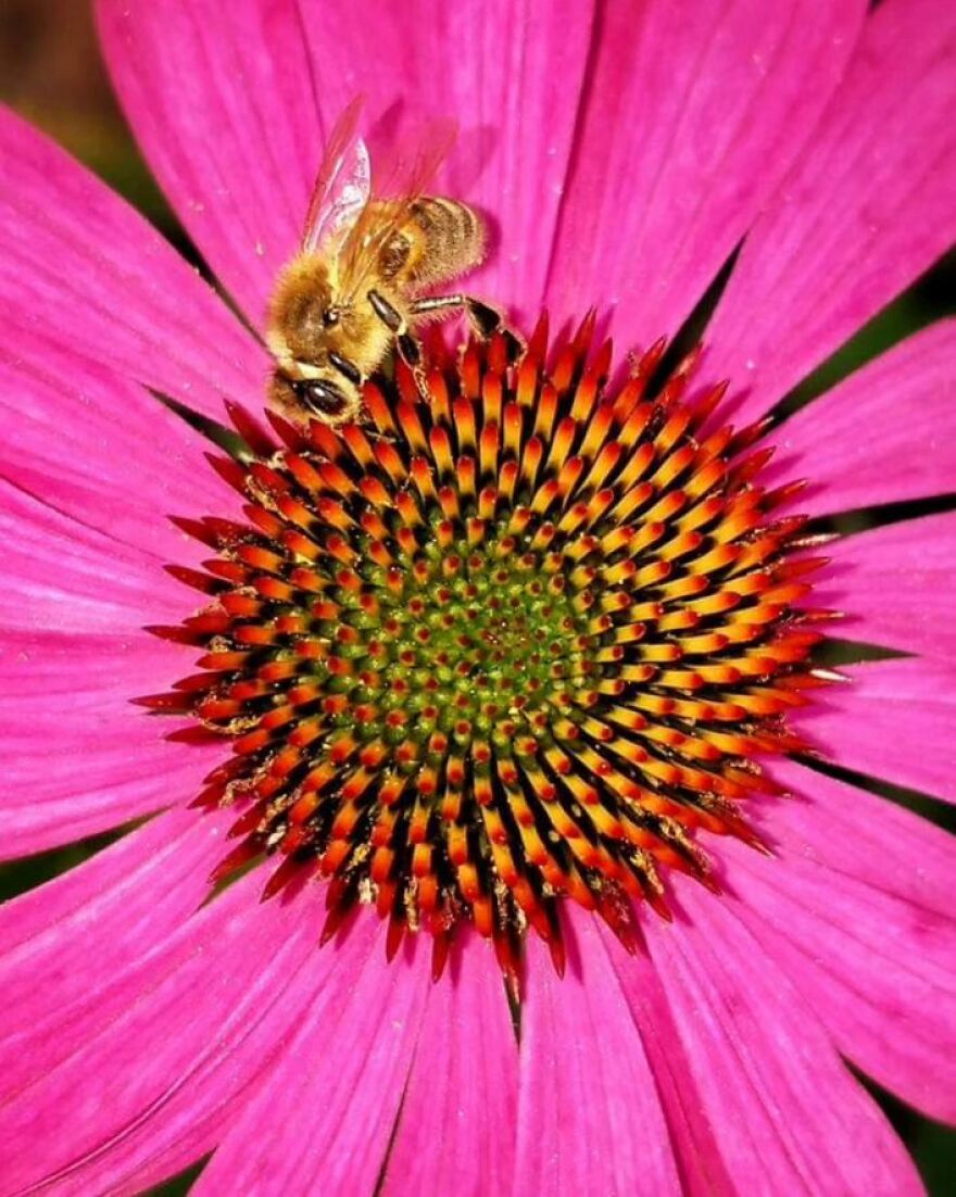 39 Incredible Wildlife Photos Captured By Talented Photographer Joe Neely