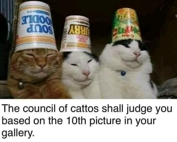 Council Of Cattos