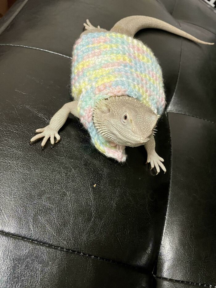 Made A Little Jacket For My Bearded Dragon