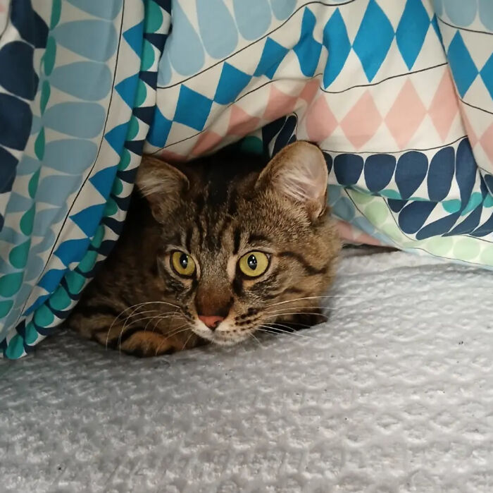 I Adopted Him Yesterday! He Loves My Bed!