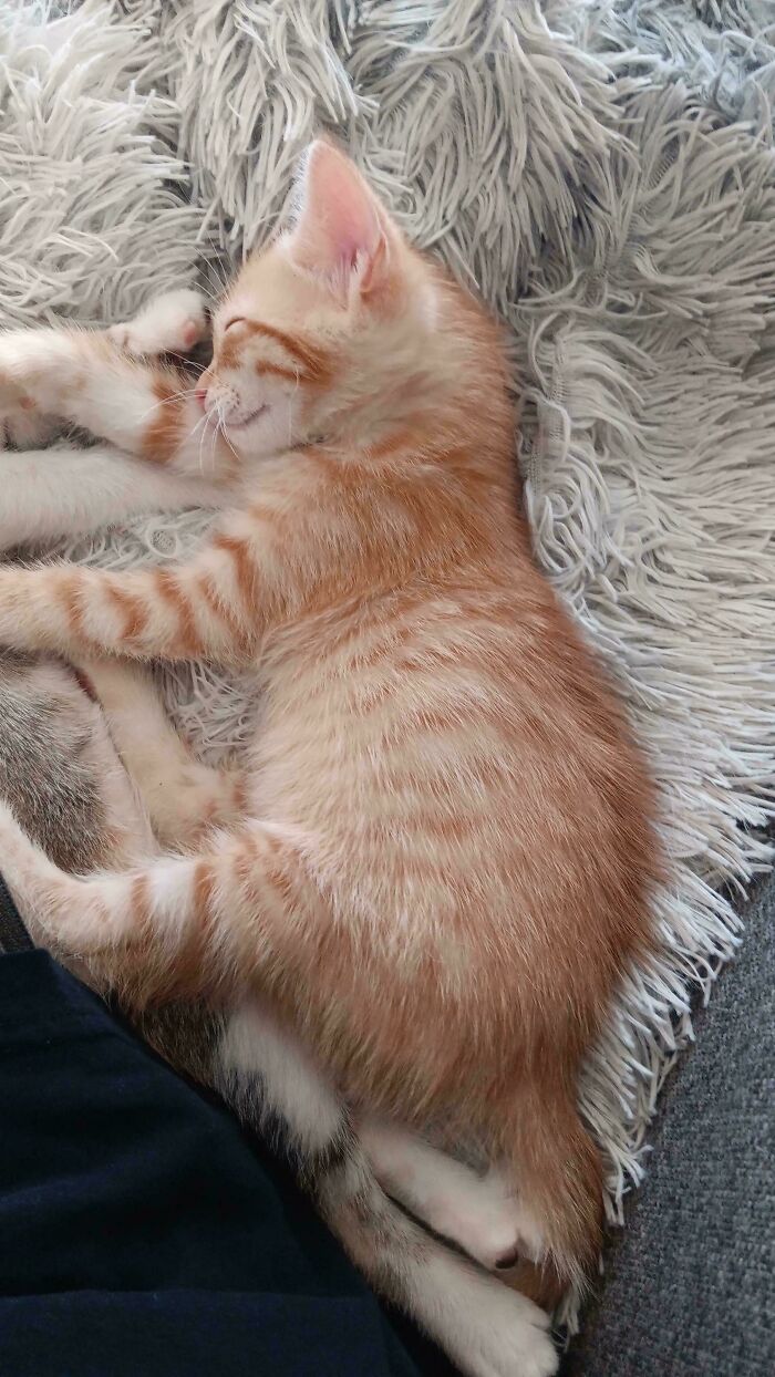 I Got Lucky. A Female Orange Tabby. Meet Legend!