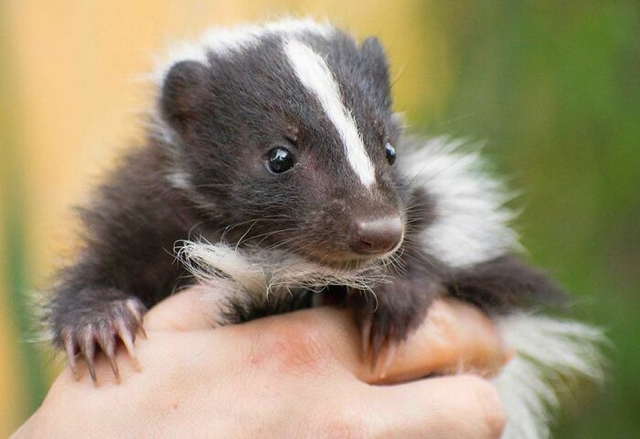 Tia, Our Striped Skunk, Is Thriving. She Is Happy And Healthy In Her New Home